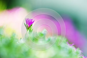 Single Violet flowers