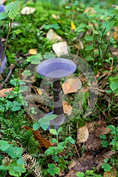 Single Violet Webcap (Cortinarius violaceus) mushroom in forest