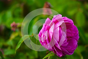 Single vivid pink rose and green background outdoor garden