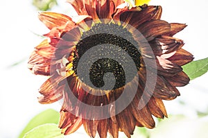 Single vivid sunflower Helianthus and blurred green leaves in soft focus, in a garden in a sunny summer day, beautiful outdoor