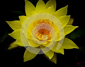 Single vivid yellow lotus flower in full bloom against dark background