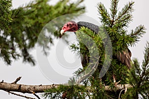 Single Vulture in a Tree Looking Down