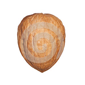 Single walnut in shell isolated