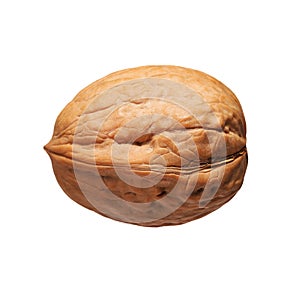 Single walnut in shell isolated