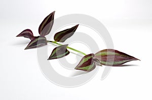 single wandering stem purple leaves on white b