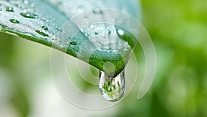 Single water droplet falling from tip of green leaf on a rainy day. Raindrop macro.