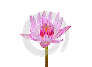 Single water lilly flower