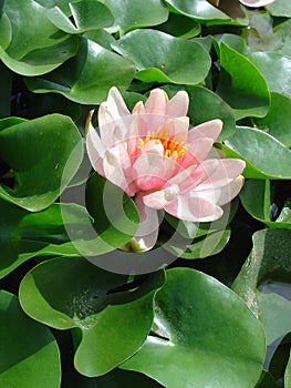 Single water lily