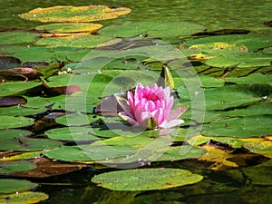 Single water lily on apond in the sun