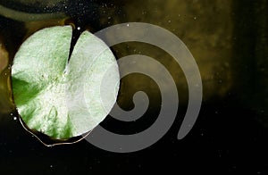 A single water lily leaf in a pond with small sun sparkles