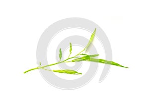 Single water spinach or kangkung plant with tender shoot isolated on white background