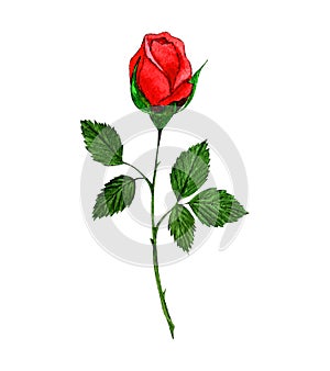 Single watercolor red rose sprig isolated on white background.