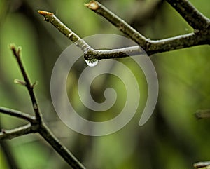 Single waterdrop with Refraction of other Branches inside it.