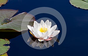 Single waterlily reflecting in water