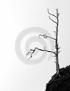 Single Weathered Tree in Black & White