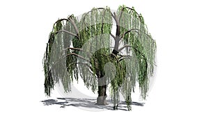 weeping willow tree - isolated on white background