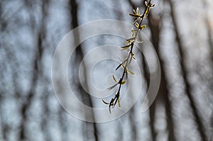 Single weeping willow twig spring green small leaves unfurl