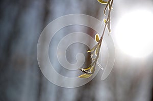 Single weeping willow twig spring green small leaves unfurl