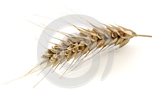 Single wheat spike