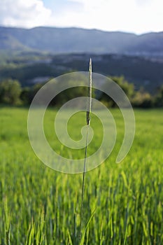 Single wheat spike and field