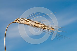 Single wheat spikelet photo