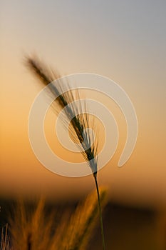 Single wheat stalk in the fields during the golden hour of sunset on a warm summeer evening.