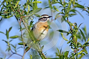 Single Whinchat bird on a tree branch during a spring period