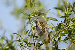 Single Whinchat bird on a tree branch during a spring period