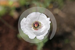 Single White Angel\'s Choir Shirley Poppy with Purple and Green Stamen