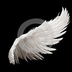 Single White Angelic Wing on Dark Background