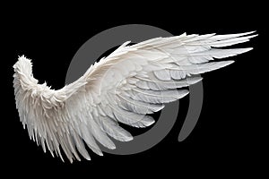 Single White Angelic Wing on Dark Background