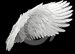 Single White Angelic Wing on Dark Background