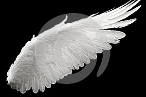 Single White Angelic Wing on Dark Background