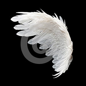 Single White Angelic Wing on Dark Background