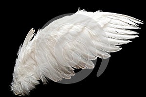 Single White Angelic Wing on Dark Background