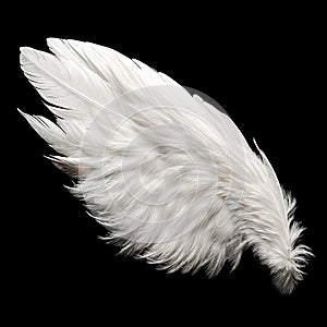 Single White Angelic Wing on Dark Background