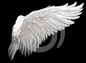 Single White Angelic Wing on Dark Background