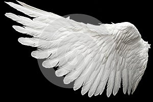 Single White Angelic Wing on Dark Background