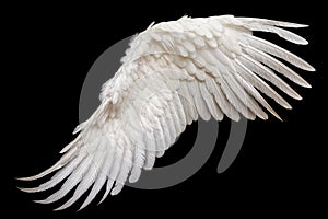 Single White Angelic Wing on Dark Background