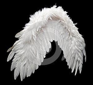 Single White Angelic Wing on Dark Background