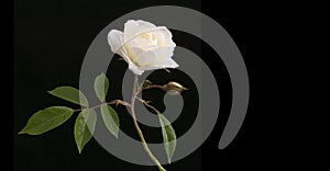 Single white beautiful blooming rose accompanied bij small rosebud isolated against dark black background