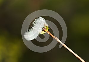 Single white bird feather lying on a tree branch in the forest