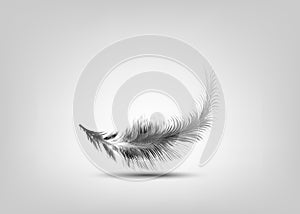 Single white and black feather vector isolated on grey background. Levitation plume, lightness concept