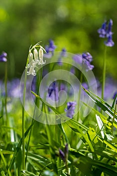 Single white bluebell amid carpet of wild bluebell flowers in Bentley Priory Nature Reserve, Stanmore Middlesex UK.