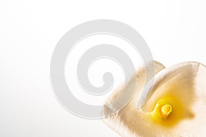 Single white calla flower on white background. Bud of tender zantedeschia with curled petal and yellow stamen close up