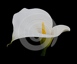 Single White Calla Lilly on a jet black background