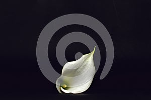 White calla lily on black grunge background