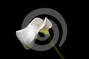 Single white calla lily flower isolated over black background