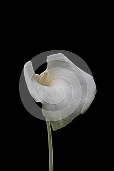 Single white calla lily flower isolated over black background