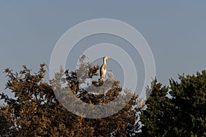 Cattle Egret perched high atop a tree